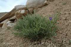 Cicer microphyllum